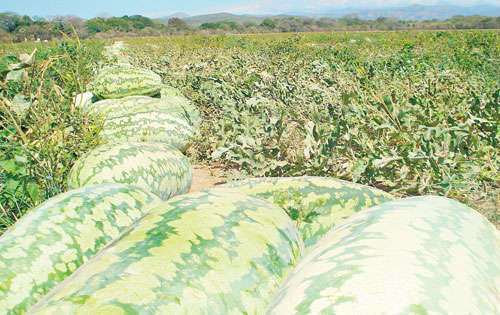 <p>Preferencia. La calidad del producto es excelente.</p>