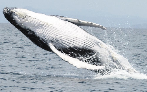 <p>Observación. Se han visto ballenas jorobadas.</p>
