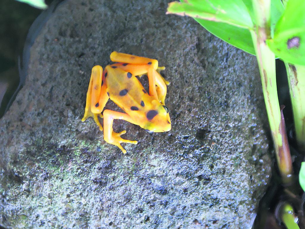 Interesante. El Níspero es el hogar del Centro de Conservación de Anfibios.()