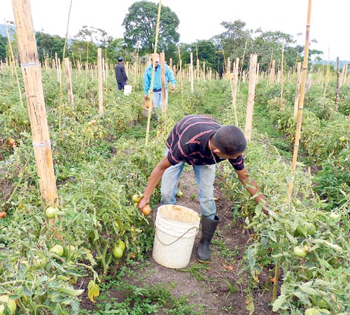 <p>Producción. Se pretende cosechar 14 mil hectáreas.</p>