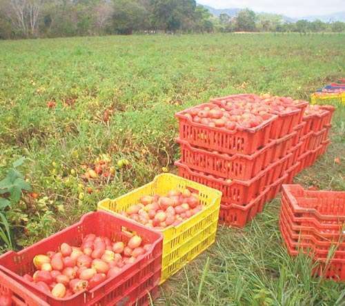 <p>Frutos. Algunos producen mil quintales.</p>
