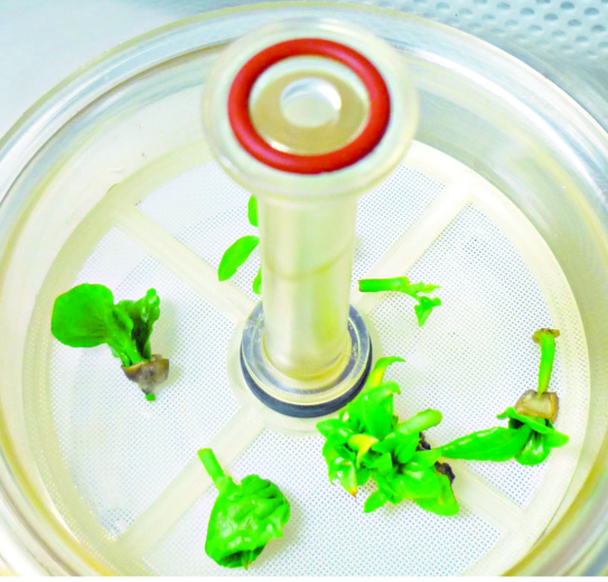 Segmentos de plantas en envase de inmersión temporal.(José Vásquez.)