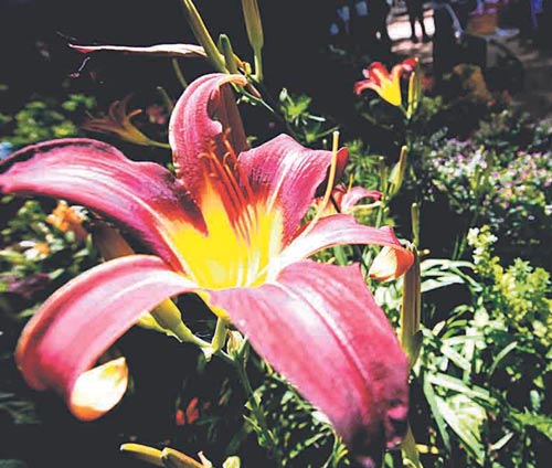<p>Belleza. Las orquídeas son las más buscadas. </p>