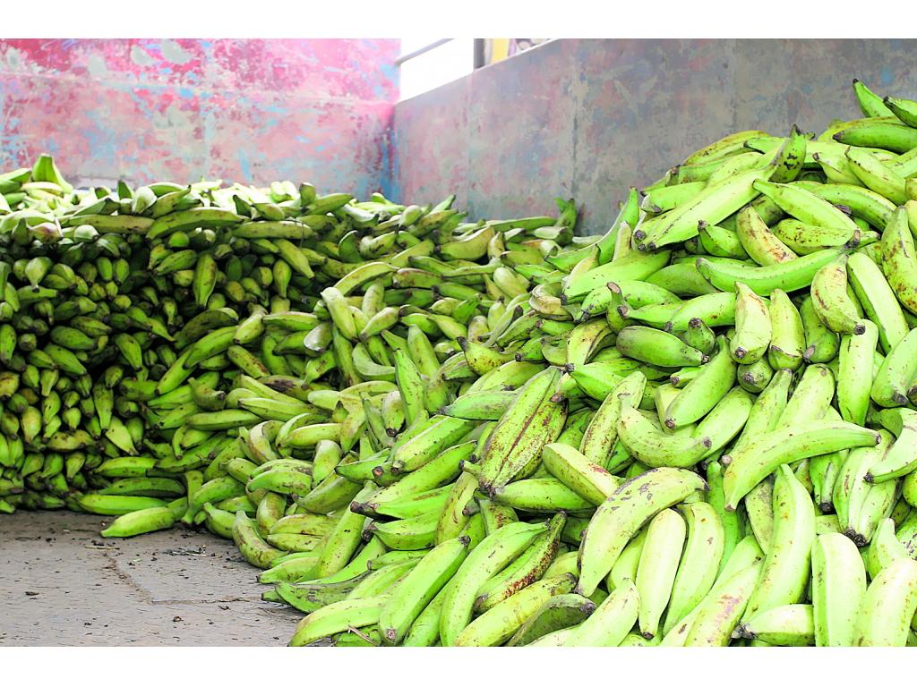 Mercado.El plátano es muy consumido en Panamá.(ARCHIVO)