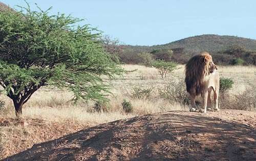 <p>Depredadores. Namibia es una opción por su vasta población de leones. Tanto los avistamientos como las cacerías son posibles.</p>