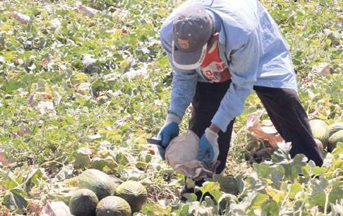 <p>Realidad. Los productores piden fortalecer al sector.</p>