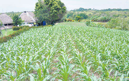 <p>Producción . Sembrar a mayor escala es necesario para crear excedente.</p>