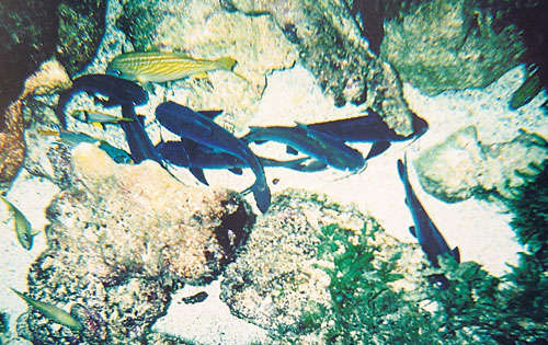 <p>Fotografía. Los niños pudieron captar la vida marina.</p>