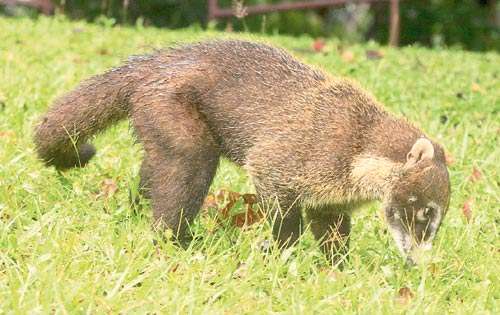 <p>Fauna. Hay 46 especies de mamíferos, anfibios y reptiles.</p>