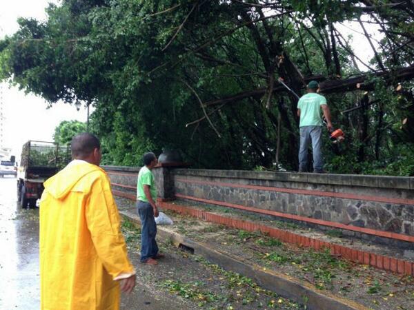 Recortan las ramas de los árboles en Punta Pacífica. Foto/Cortesía. <br>