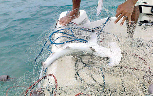 <p>Nueve. Es la cantidad a nivel mundial del pez martillo.</p>