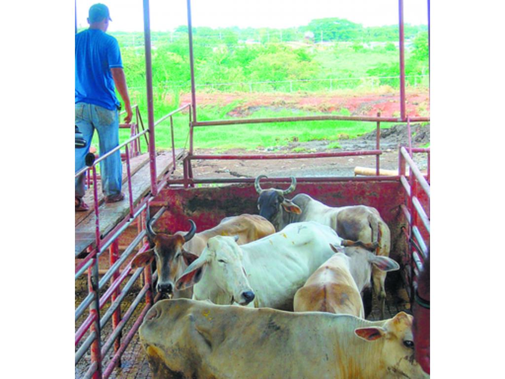 Las normas sanitarias son de importancia en los mataderos.(Archivo.)