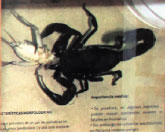 Centruroides Pocock<br>Alacranes<br>Es uno de los escorpiones de mayor longitud corporal de Panamá. Es de color marrón oscuro y amarillo. Se encuentra en Panamá, en las provincias de Veraguas y Chiriquí. Su envenenamiento es doloroso, pero no