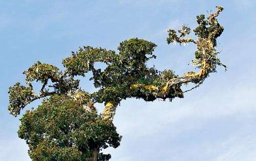 <p>Verde. Los árboles centenarios acompañan a los viajeros.</p>