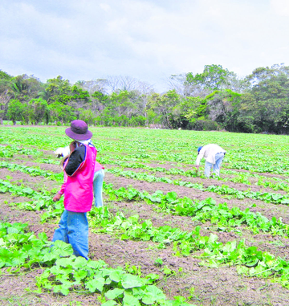 Las hectáreas de melón mostraron una leve alza.(Archivo.)