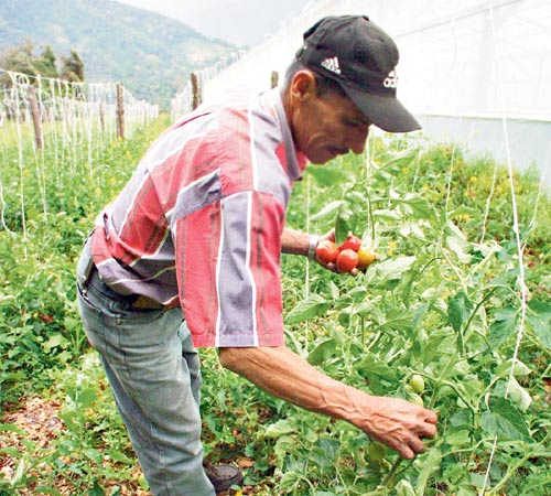 <p>Asociación. El grupo lo conforman 150 productores.</p>