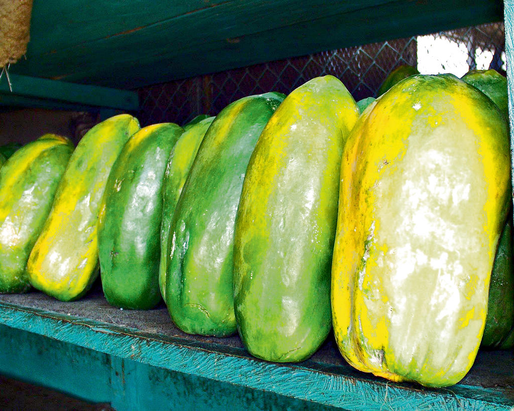 Alternativa. La papaya es un producto cuya demanda está tomando fuerza en el comercio y es una opción para los productores.(Archivo.)