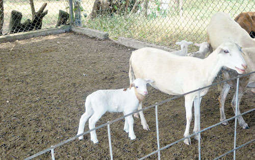 <p>Proyección. Lo ideal sería llegar a 120 animales para dividirlo a través del año con 10 partos por mes para así, no desabastecer al mercado.</p>
