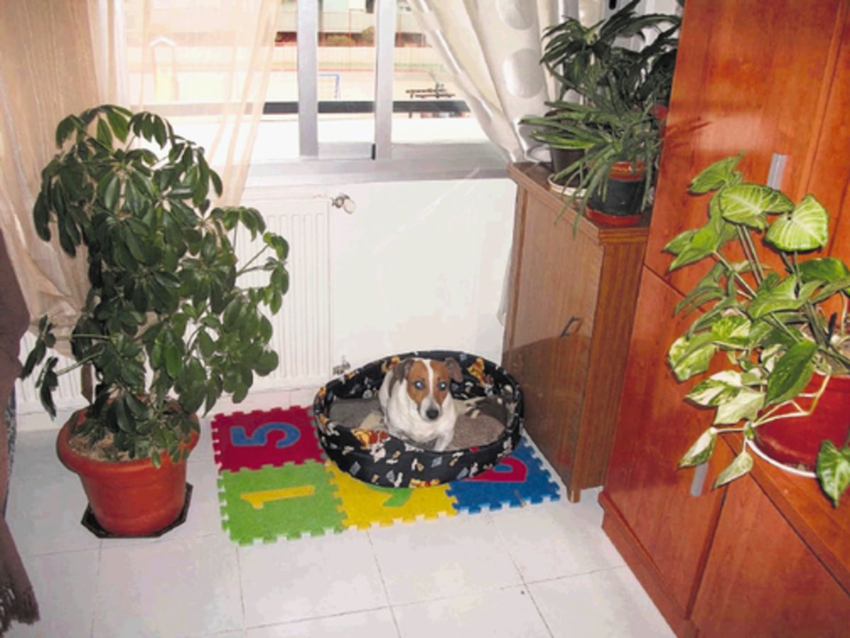 A la mascota se le debe asignar un área específica.()
