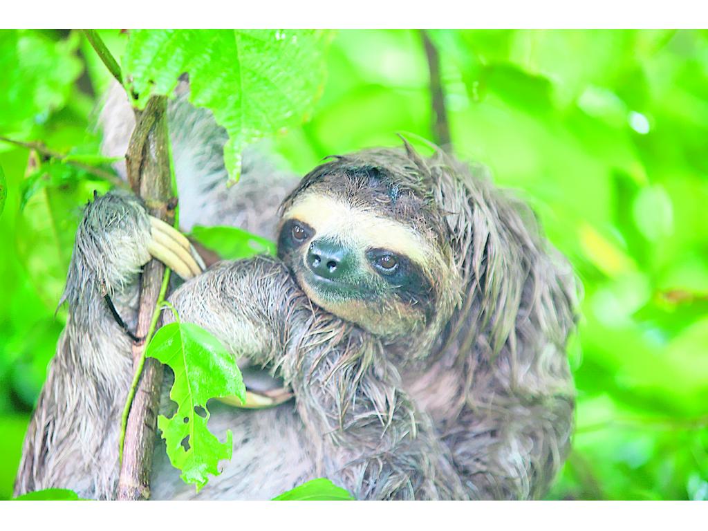Oso. El perezoso se observa a diario en esta región.()