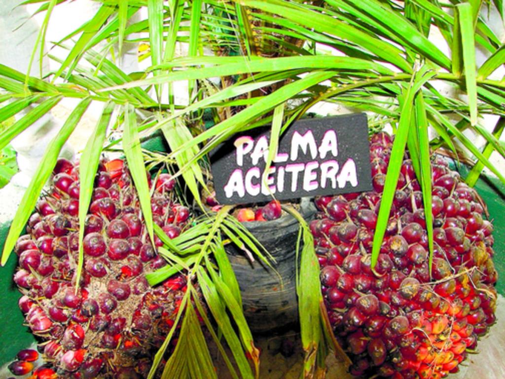 La palma de aceite ha desplazado a otros cultivos.(Archivo.)