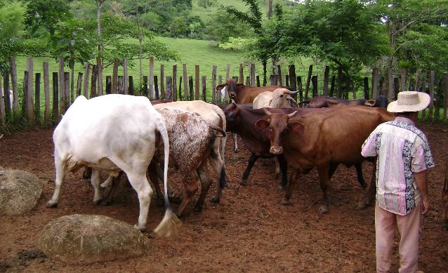 Para exportar se requieren muchos requisitos como los sanitarios, tanto
para el ganado en pie como la carne ya en cortes.(Archivo.)
