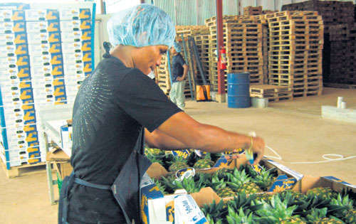 <p>Se generarán muchas plazas de empleos.</p>