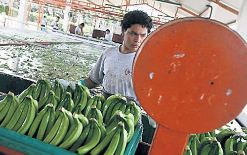 <p>Banano. Productos de mayor producción en Ecuador.</p>