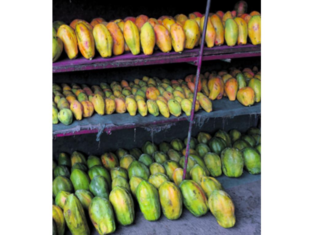 Para la exportación de frutas la papaya es una de las que está tomando demanda en los mercados como los de Estados Unidos y Canadá. La fruta está siendo solicitada sin procesar por los compradores.(Noriel Gutiérrez.)
