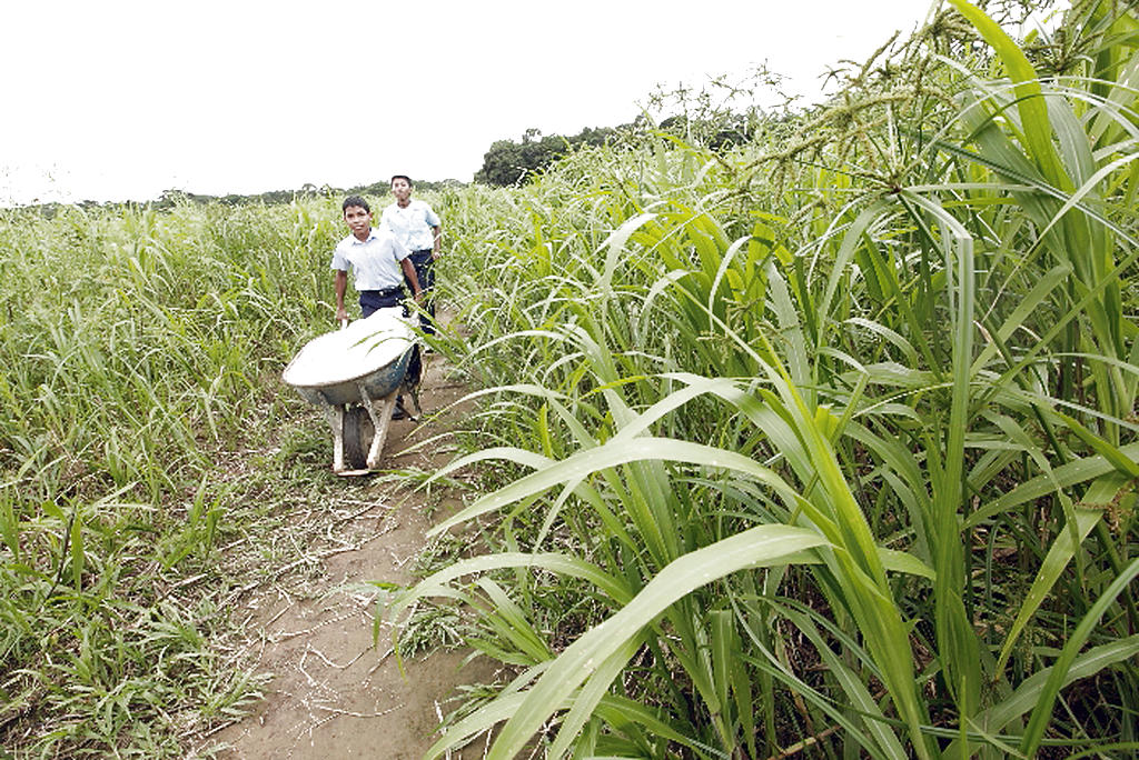 Camino. Luego se atraviesa un maizal a campo abierto.()