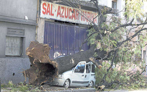 <p>Pérdidas. Hubo varios autos aplastados por los árboles.</p>