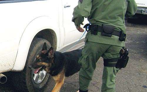 <p></p><p>Equipo. Las Unidades Caninas serán parte del operativo.</p>