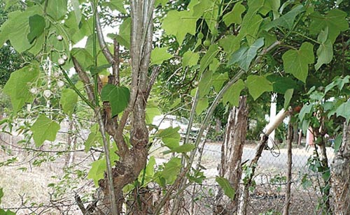 <p>Especie. La planta de coquillo es utilizada en las cercas.</p>