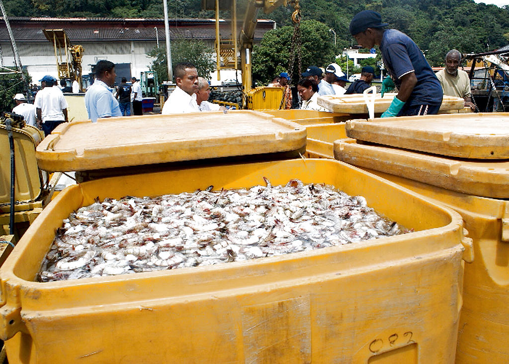 El gobierno hondureño anunció que prorrogará 30 días las exportaciones de camarón fresco a México para evitar el la propagación de una enfermedad mortal. Foto/Ilustrativa.<br>