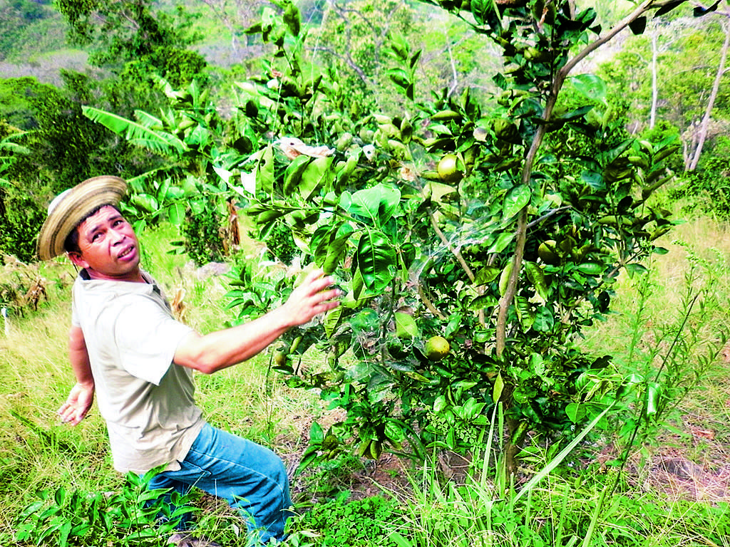 Limones. Así queda la fruta afectada por las larvas.(DAMARIS FLORES)