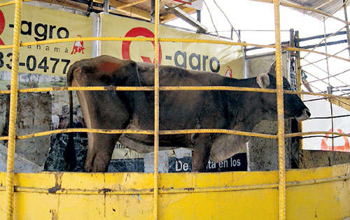 <p>Proceso. Los animales se venden a quien ofrece más.</p>