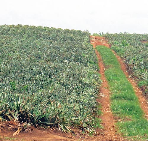 <p>Aporte. El cultivo requiere de nutrientes. </p>