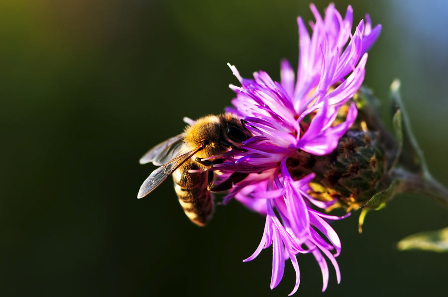 Abeja