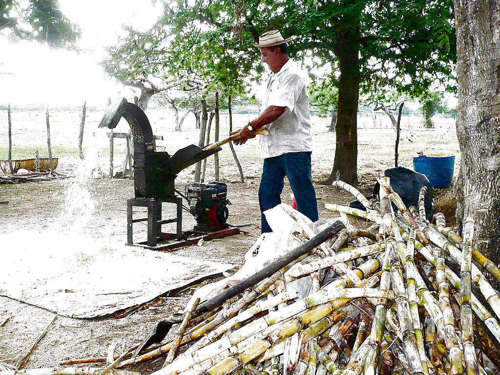 Caña.Alimento sustituto para las vacas.(Zenaida Vásquez)