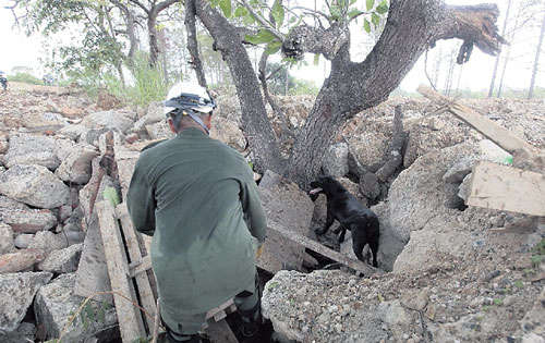 <p>Duración. En seis meses pueden ser entrenados.</p>