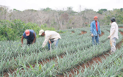 <p>El interés por tener un ingreso ha hecho que las personas de las áreas rurales se interesen en producir. En el área de Capira, Panamá Oeste, hay productores que han sumado la piña dentro de sus cultivos. </p>