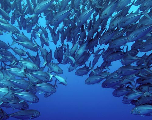 <p>En esta zona la pesca está regulada.</p>