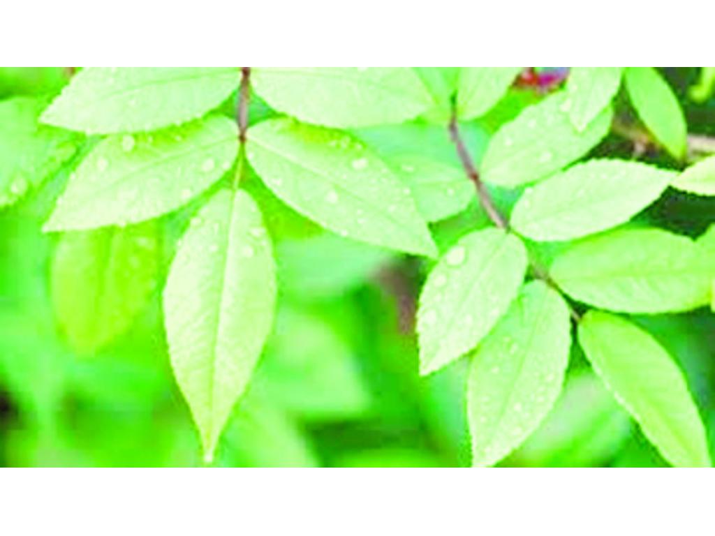 Es una agenda de todas tus plantas (las de casa, las de la oficina, etc.) y un calendario con lista de todos para cada una de ellas (regar, podar, fertilizar). ¿Cuándo fue la última vez que regaste tus violetas? PlantsPro te lo recuerda.