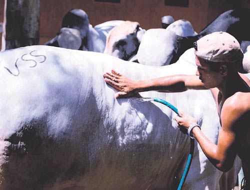 <p>Exposición. Ejemplares de ganado Brahman o Holstein.</p>