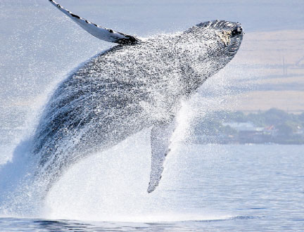 Las ballena migran encabezados por las hembras y sus crías.<br>Mar Viva