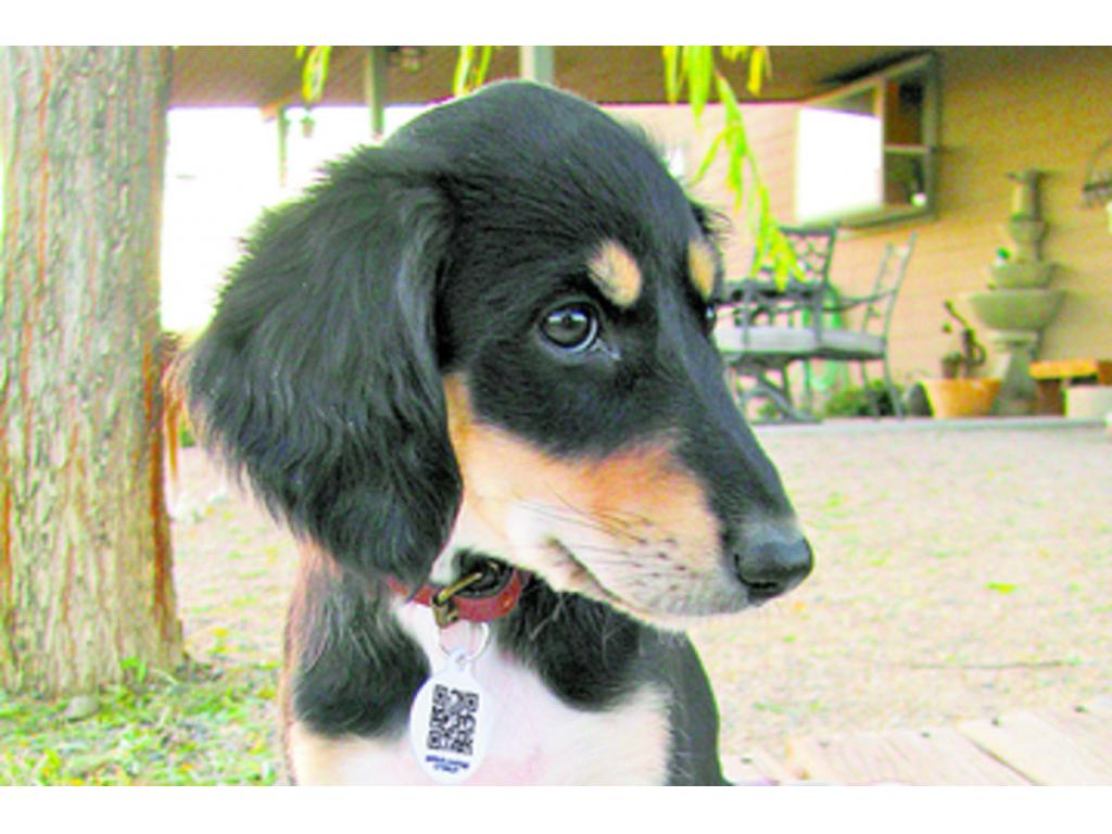 Se trata de una etiqueta que se puede poner en el collar de la mascota y que incluye un código QR, que al leerlo con un teléfono inteligente, redirecciona al usuario a una página donde encontrará toda la información de la mascota en caso de pérdida.