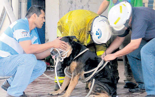 <p>Guardián.Este animal resultó rescatado a salvo, </p>