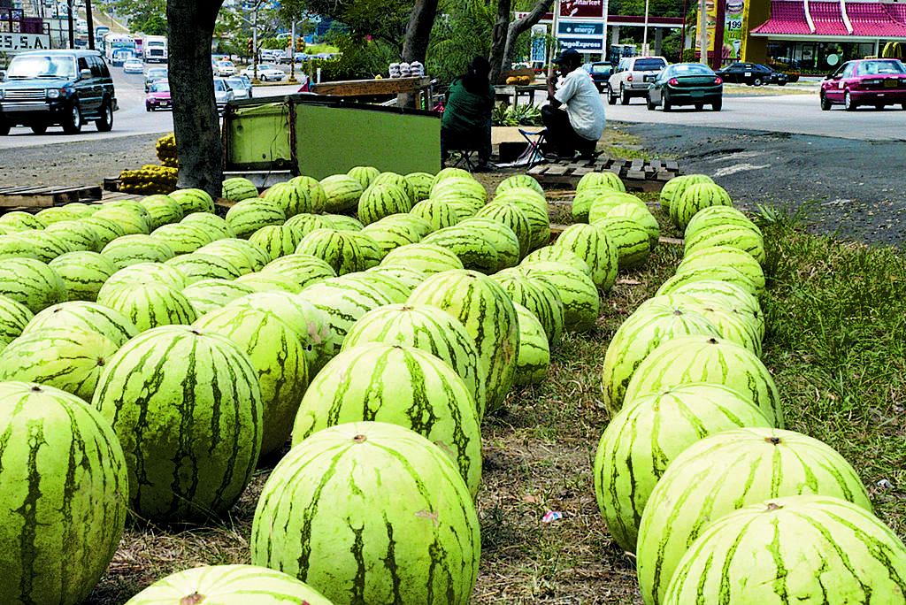 Sandía. Para el mercado nacional se cultivará la fruta.(Archivo. )