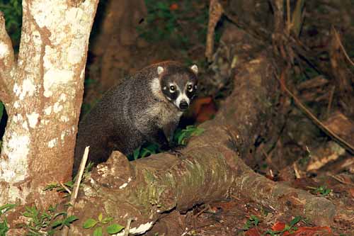 <p>Mamíferos. Hay animales para todos los gustos.</p>