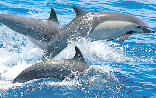 <p>Especie. Son mamíferos marinos. </p>
